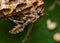 Wasp black building nest on a leaf, macro photography of nature