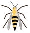 Wasp black and yellow striped skinny insect with wings and has a slender body vector color drawing or illustration