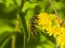 Wasp on blooming goldenrod, solidago, close-up with bokeh background, selective focus, shallow DOF