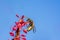 Wasp on the blossoms of a persicaria flower