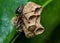 Wasp building nest on a leaf, macro photography of nature