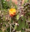 Wasp on cactus with orange flower