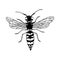 Wasp cartoon sketch style insect coloring page, isolated on white.