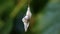 A wasp caught in a cobweb, close up