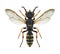 Wasp Cerceris arenaria