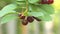 Wasp on a cherry. Slow motion. Close-up.