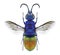 Wasp Chrysis comparata