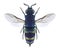 Wasp Chrysis fasciata