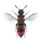 Wasp Chrysis succincta