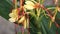 Wasp Climbing Up a Kahili Ginger Lily Flower