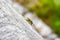 Wasp climbing on wooden beam black and yellow insects Croatia