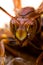 Wasp close macrophotography eyes