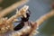 Wasp collect nectar from coconut flowers