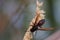 Wasp collect nectar from coconut flowers