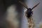 Wasp collect nectar from coconut flowers