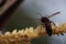 Wasp collect nectar from coconut flowers