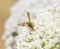 Wasp collecting some plant pollen