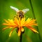 Wasp collects nectar from flower crepis alpina