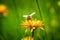 Wasp collects nectar from flower crepis alpina