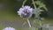 The wasp collects nectar on the flowers of the Eryngium