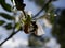 The wasp collects nectar in white apple blossoms on a sunny spring day. Pollination of fruit trees in the apple orchard.