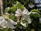 The wasp collects nectar in white apple blossoms on a sunny spring day. Pollination of fruit trees in the apple orchard.