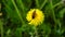 A wasp collects pollen from a dandelion