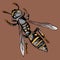 Wasp color in graphic style