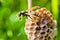 A wasp crawling along its nest with a drop of water