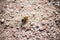 Wasp crawling on gravel and sand