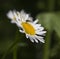 Wasp on a daisy