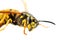 Wasp detailed portrait