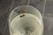 A wasp is drowning, trying to swim in a glass of white wine