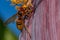 Wasp is eating from a banana tree