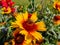 Wasp eating nectar on yellow common blanketflower Gaillardia aristata flowers