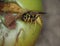 Wasp eats apples on falling fruit