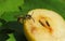 Wasp eats pear, closeup