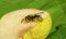 Wasp eats pear, closeup