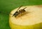 Wasp eats pear, closeup