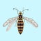 Wasp is an elegant, stylish and decorative entomology image.