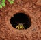 Wasp in the exit hole of the underground nest