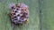 Wasp family sees on its paper nest where larvae are grown and fed. Green painted green old wood background. Care for offspring.