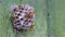 Wasp family sees on its paper nest where larvae are grown and fed. Green painted green old wood background. Care for offspring.