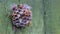 The wasp family sees on its paper nest where larvae are grown and fed. Green painted green old wood background. Threat response.