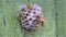 The wasp family sees on its paper nest where larvae are grown and fed. Green painted green old wood background. Threat response.