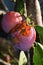 Wasp feasts on rotting plum