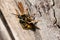 A wasp feeding on dry wood