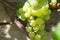 Wasp feeding on a grape