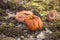 Wasp feeding on a rotting apple