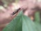 Wasp flies perching on leaves